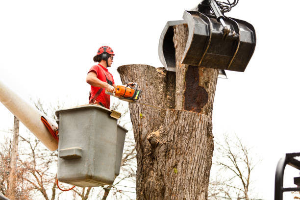 Reliable Somerville, TN Tree Removal Services Solutions